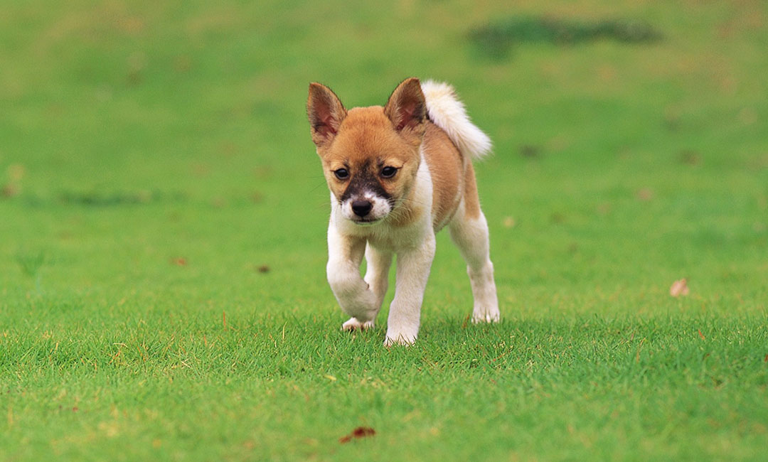 中卫叮叮宠物商业计划书案例
